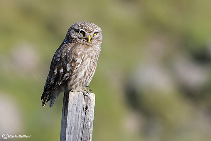 Civetta in pieno giorno