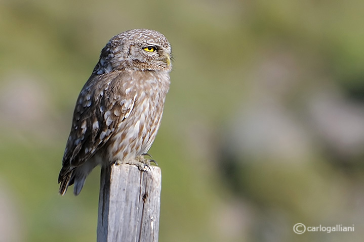 Civetta in pieno giorno