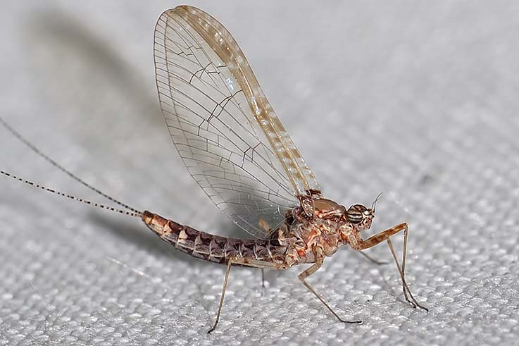 Cloeon cognatum