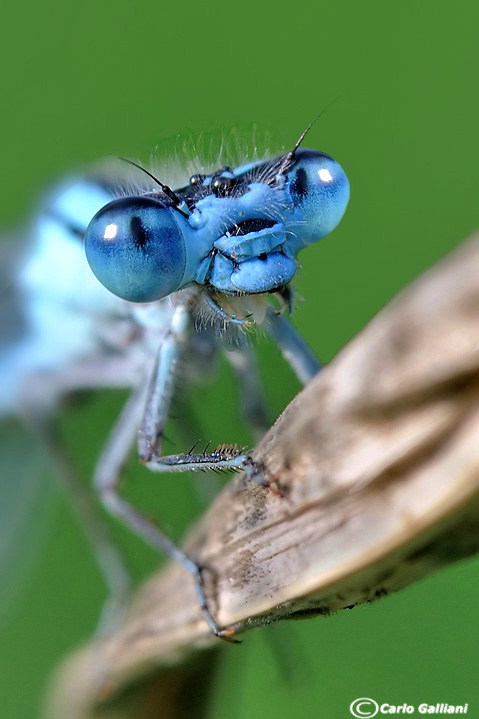 Enallagma cyathigerum