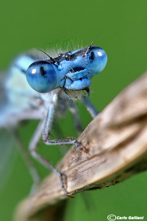 Microcosmo (visti da molto vicino)