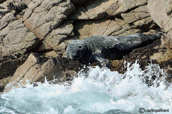 Foca grigia  (Halichoerus grypus - Phocidae)