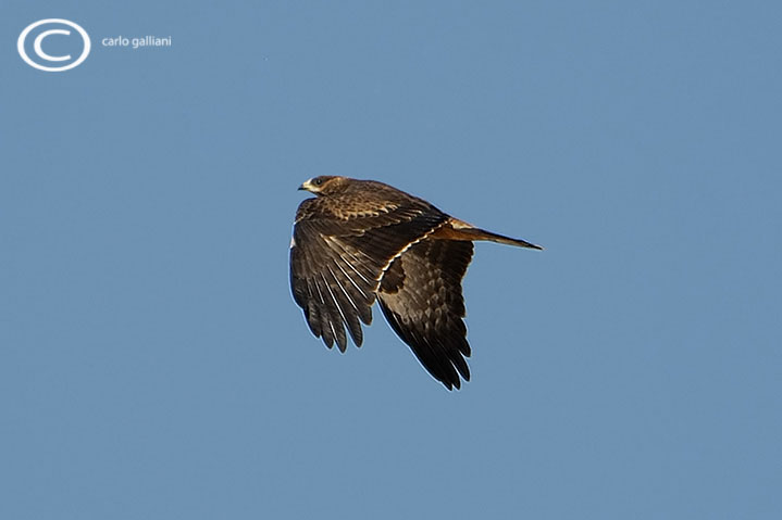 chi  questo grosso rapace?