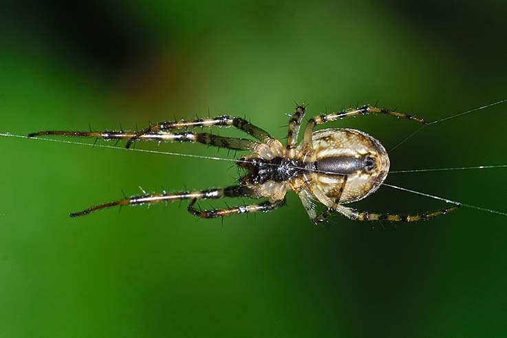 Metellina sp.