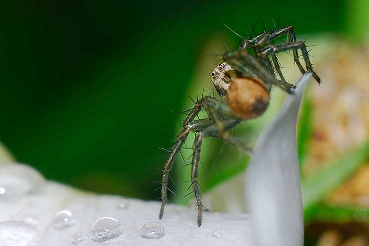 Oxyopes sp.