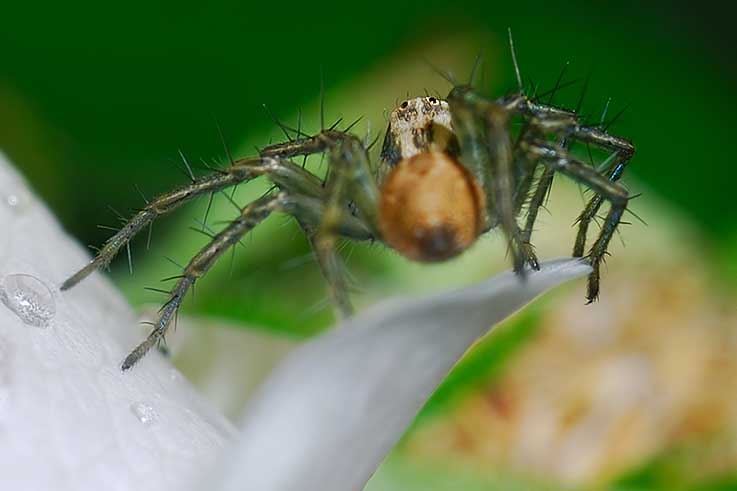 Oxyopes sp.