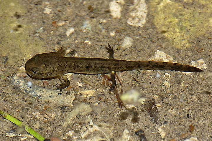 Salamandra salamandra