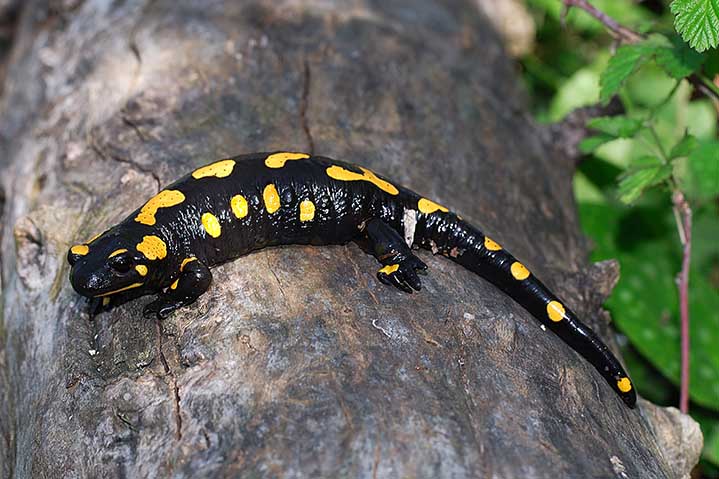 Salamandra salamandra