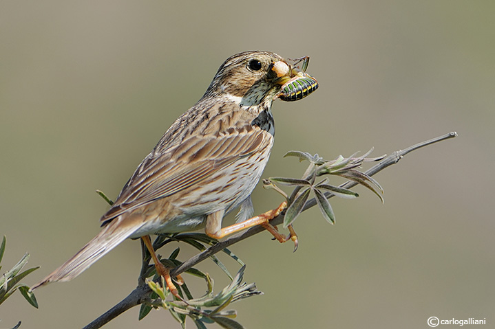 Lesbo paradiso della natura