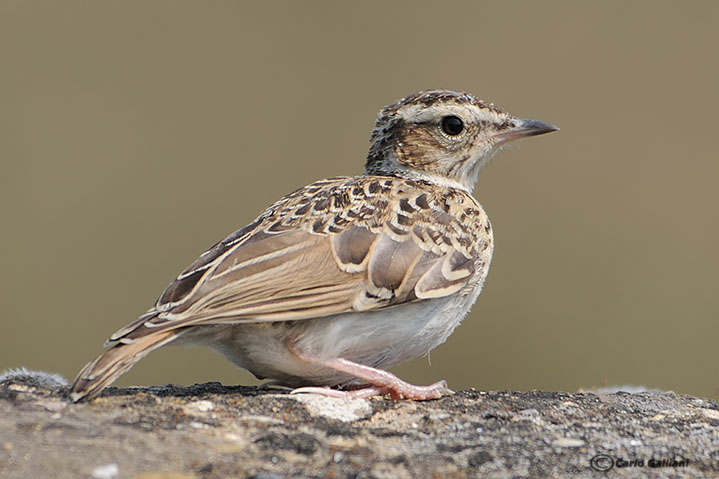 Tottavilla - Lullula arborea