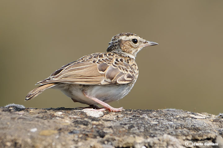 Tottavilla - Lullula arborea