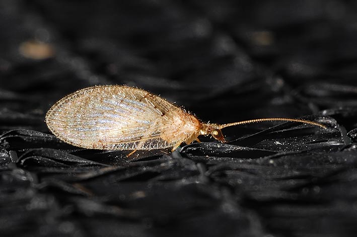 Hemerobiidae: Hemerobius cfr lutescens