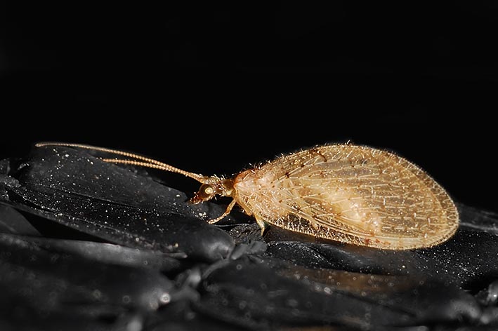 Hemerobiidae: Hemerobius cfr lutescens