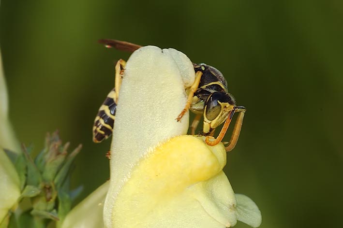 maschio di Polistes cfr gallicus