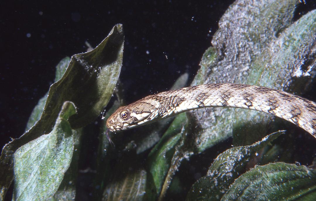 Natrix Maura