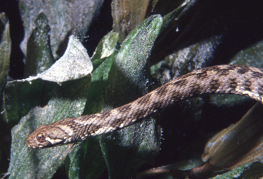 Natrix Maura