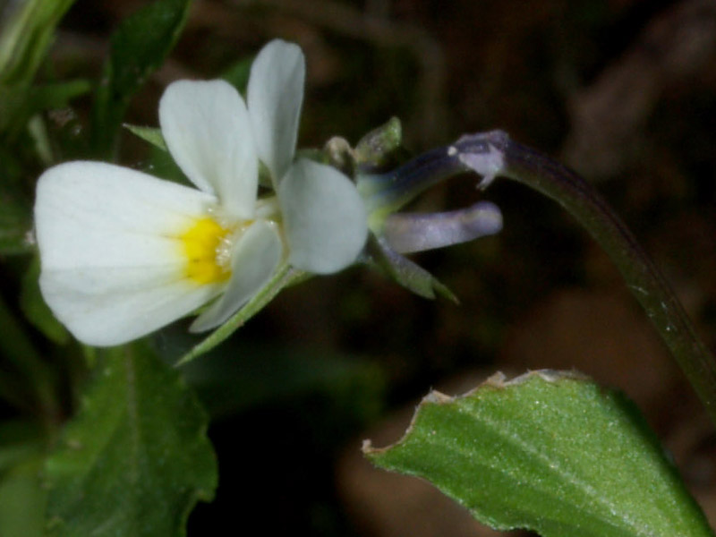 Viola arvensis