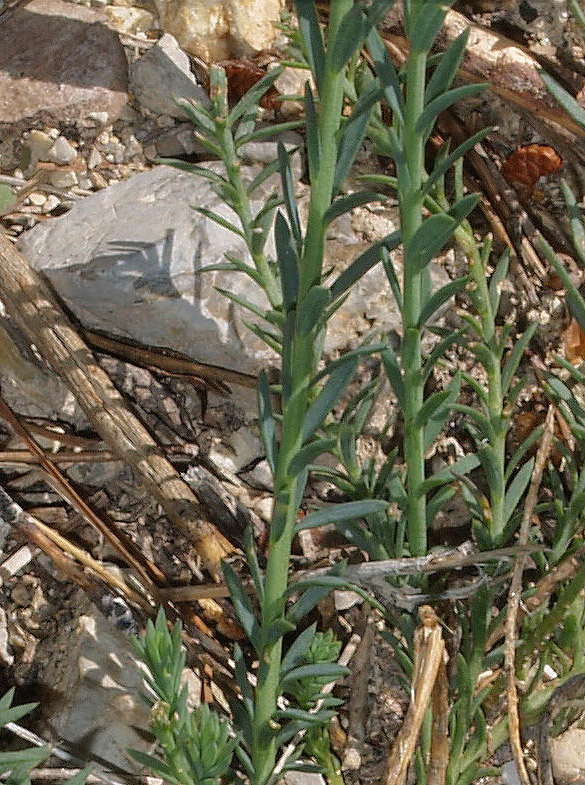 Linum austriacum  subsp. collinum / Lino collinare