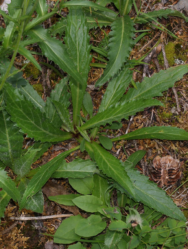 Carduus defloratus  subsp. defloratus / Cardo dentellato