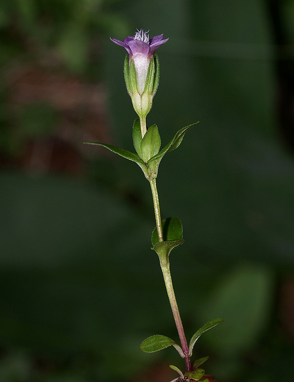 Gentianella engadinensis