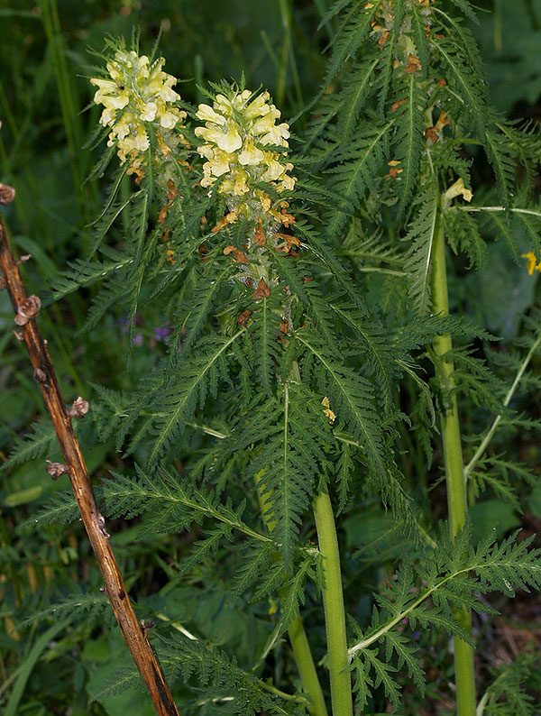 Pedicularis hacquetii / Pedicolare di Hacquet