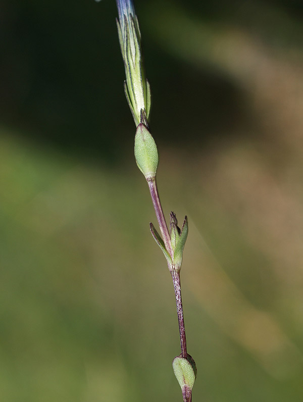 Gentiana nivalis / Genziana nivale
