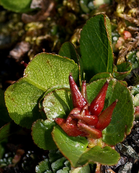 Salix herbacea / Salice erbaceo