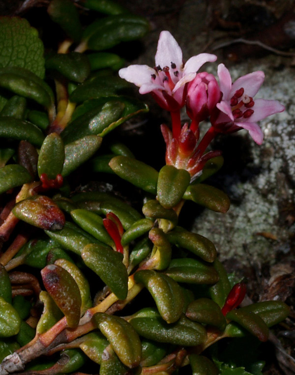 Kalmia procumbens (= Loiseleuria procumbens) / Azalea delle alpi