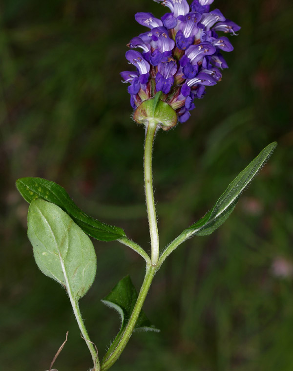 Prunella grandiflora / Prunella delle Alpi