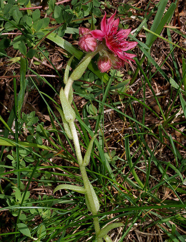 Sempervivum arachnoideum