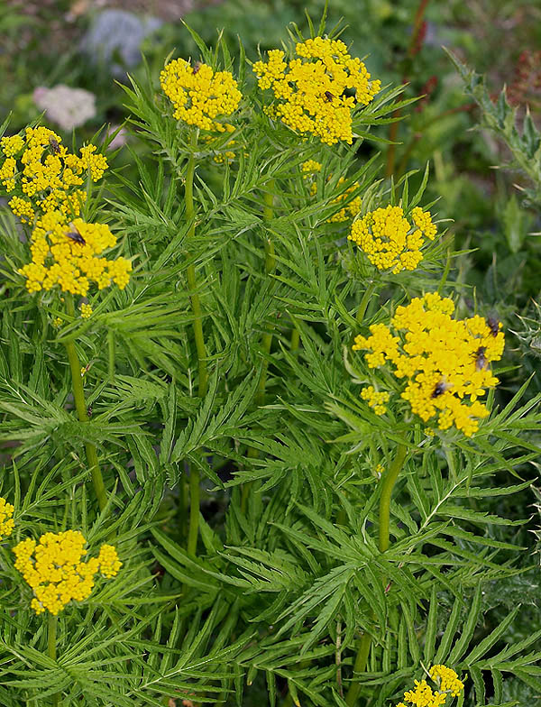 Hugueninia tanacetifolia