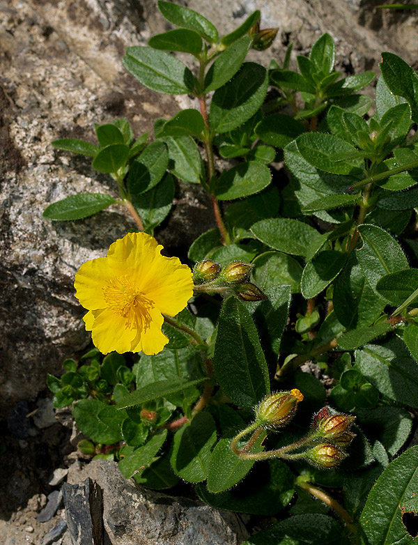 Helianthemum nummularium subsp. grandiflorum