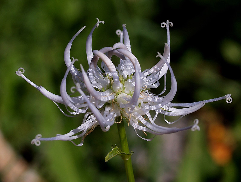 Phyteuma orbiculare