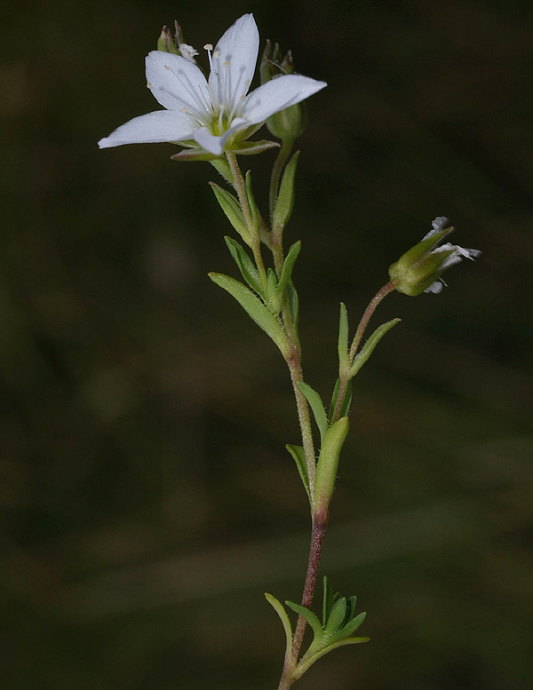 Cariophyllacea