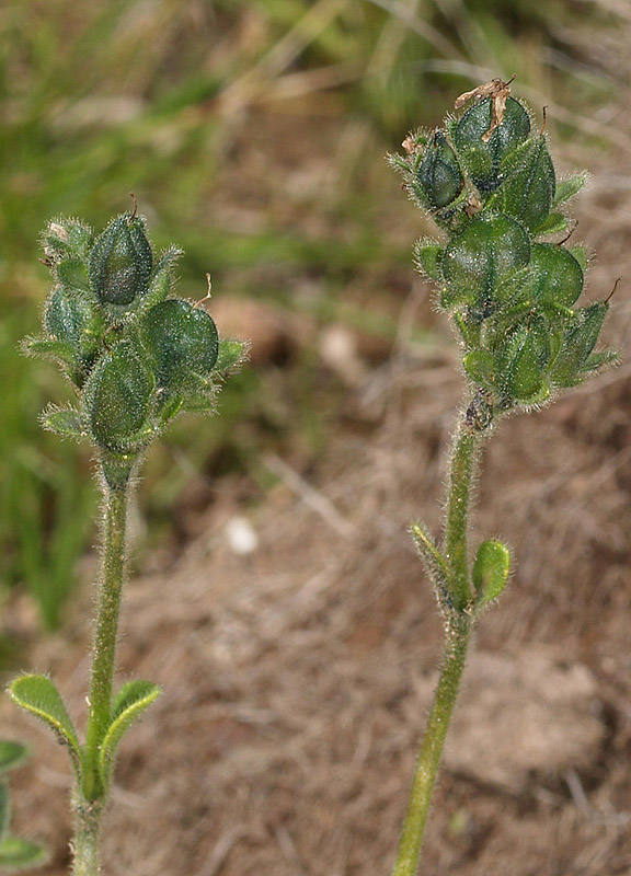 Veronica bellidioides / Veronica con foglie di margherita