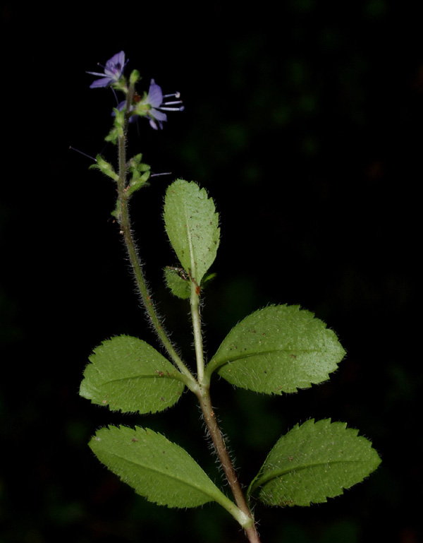 Veronica officinalis