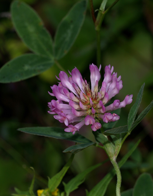 Trifolium pratense / Trifoglio dei prati