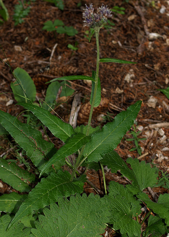 Saussurea alpina