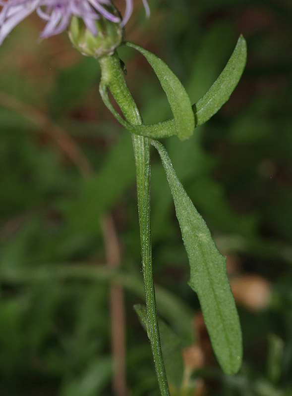 Centaurea aplolepa subsp. ligustica e intruso (foto 2-3)