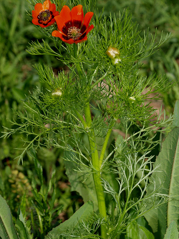 Adonis flammea e A. aestivalis