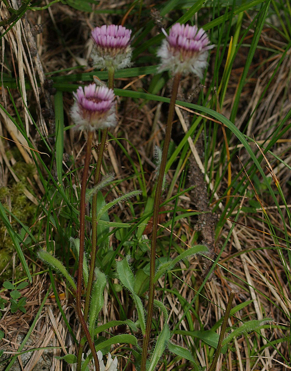 Erigeron uniflorus / Cespica uniflora