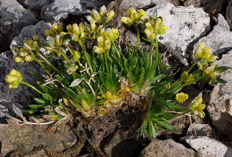 Draba dolomitica / Draba delle Dolomiti