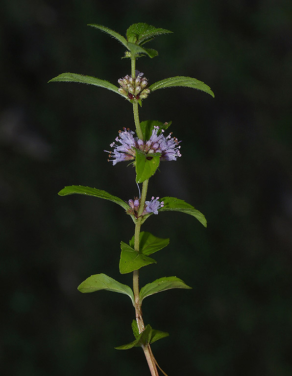 Mentha arvensis