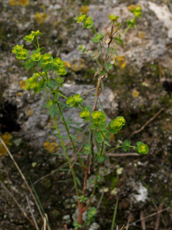 Euphorbia amygdaloides