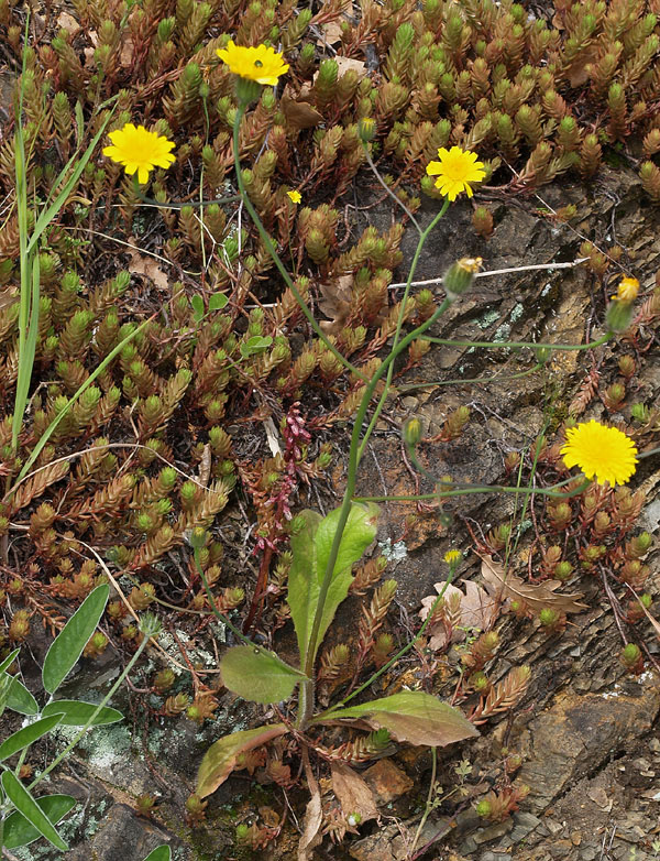Hypochaeris achyrophorus / Costolina annuale