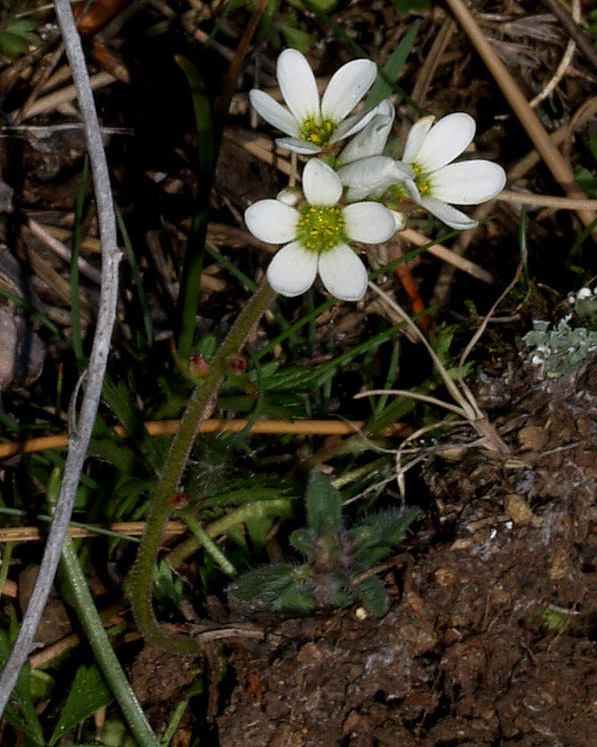 Saxifraga bulbifera / Sassifraga bulbifera