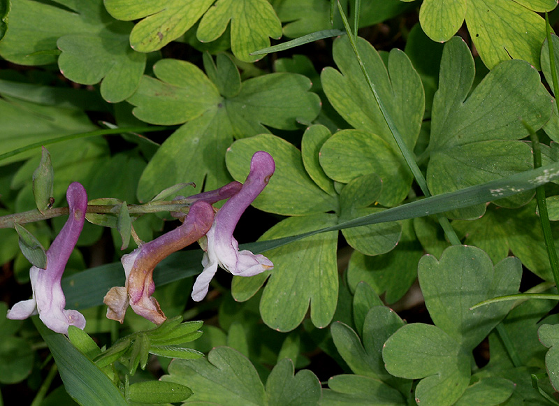 Corydalis cava / Colombina cava