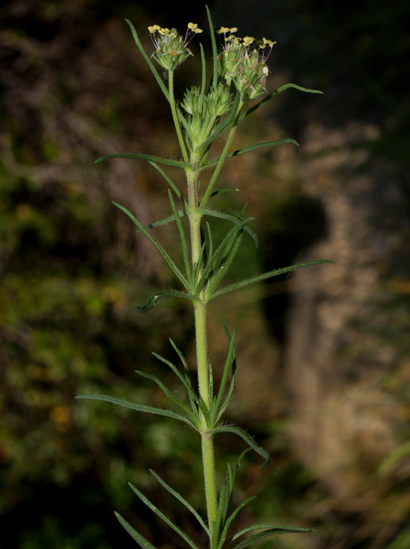 Plantago afra
