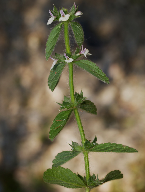 Sideritis romana