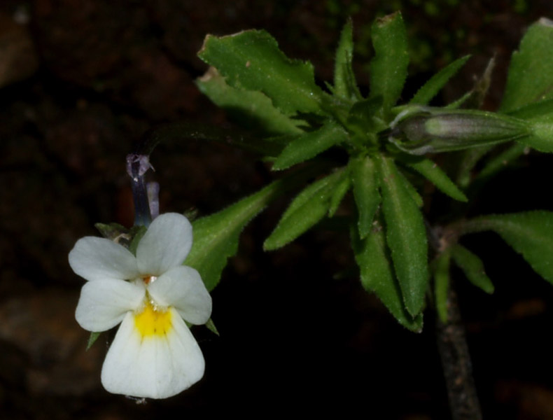 Viola arvensis